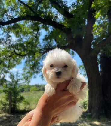 SEVİMLİ MALTİPOO KÖPEKLERİM