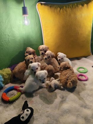 SEVİMLİ MALTİPOO KÖPEKLERİM