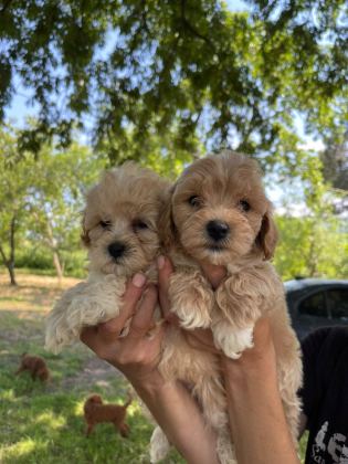 SEVİMLİ MALTİPOO KÖPEKLERİM