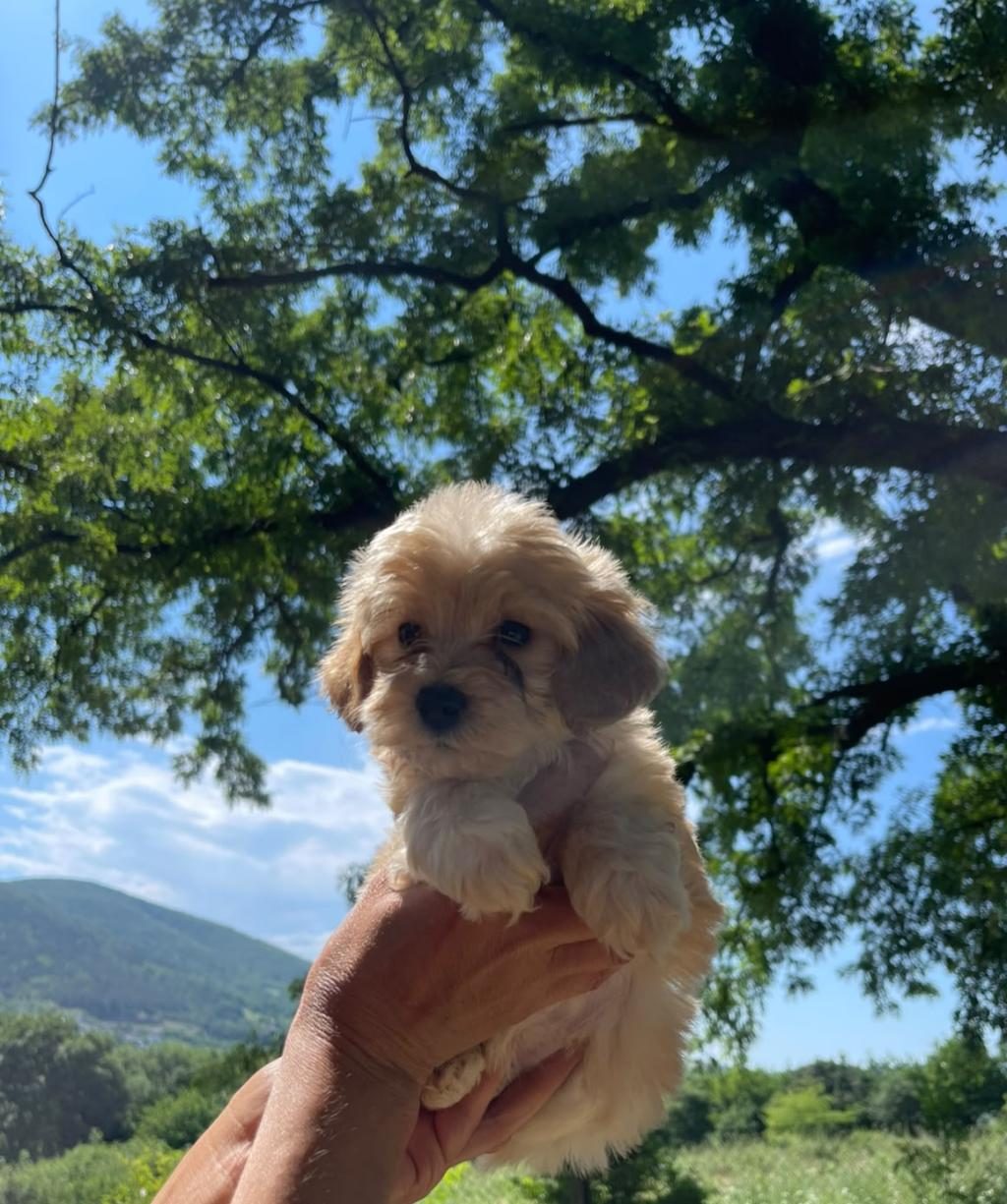 SEVİMLİ MALTİPOO KÖPEKLERİM