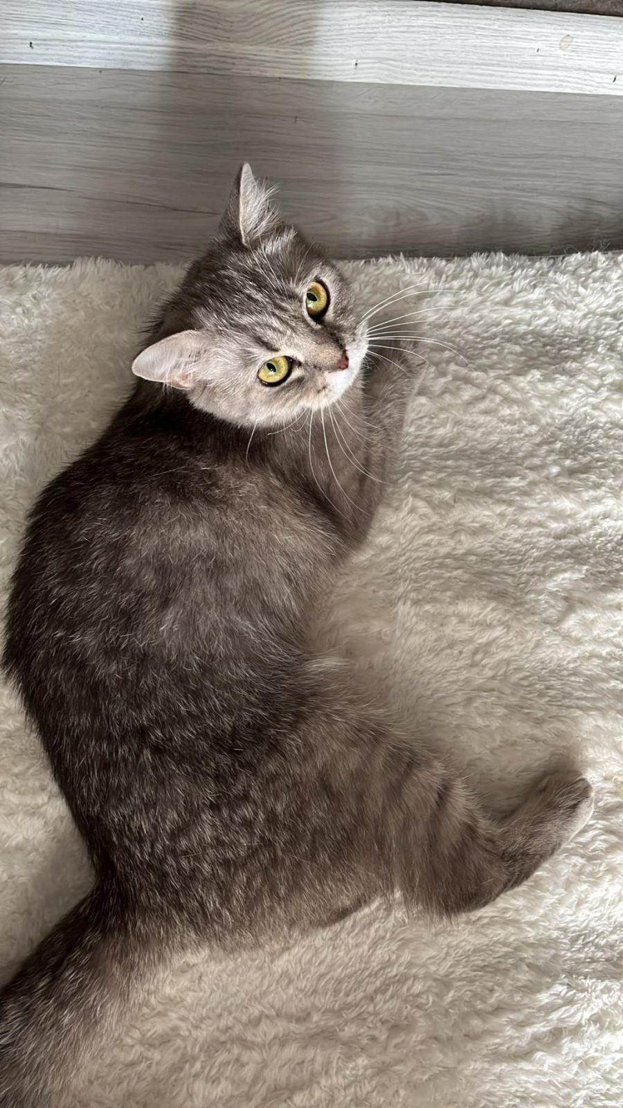 BRİTİSH SHORTHAİR DİŞİ SAHİPLENDİRME YAPILACAKTIR - British Shorthair - Adana