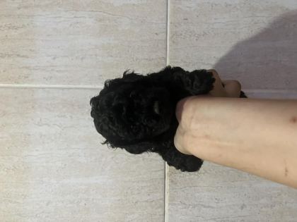 KORE KAN SİYAH TOY POODLE BEBEKLER