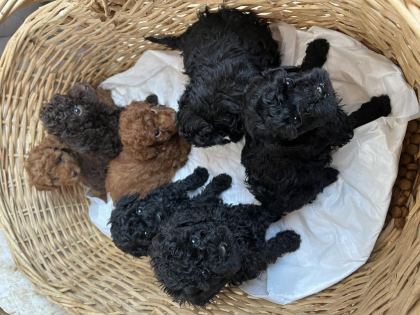 KORE KAN SİYAH TOY POODLE BEBEKLER