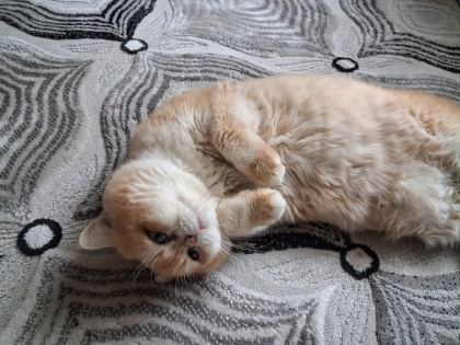 PREMİUM KALİTE GOLDEN BRİTİSH SHORTHAİR - British Shorthair - İstanbul