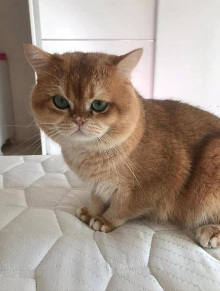 PREMİUM KALİTE GOLDEN BRİTİSH SHORTHAİR - British Shorthair - İstanbul