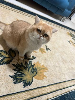 PREMİUM KALİTE GOLDEN BRİTİSH SHORTHAİR - British Shorthair - İstanbul
