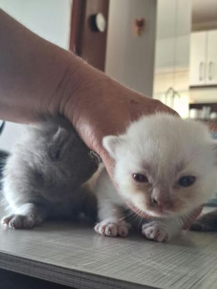 BRİTİSH SHORTAHİR YAVRULARIMIZ - British Shorthair - Çanakkale