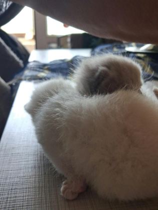 BRİTİSH SHORTAHİR YAVRULARIMIZ - British Shorthair - Çanakkale