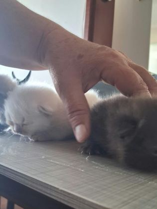 BRİTİSH SHORTAHİR YAVRULARIMIZ - British Shorthair - Çanakkale