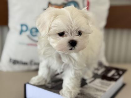 PETMODE DEN TEA CUP KORE KAN MALTESE YAVRULAR
