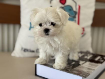 PETMODE DEN TEA CUP KORE KAN MALTESE YAVRULAR