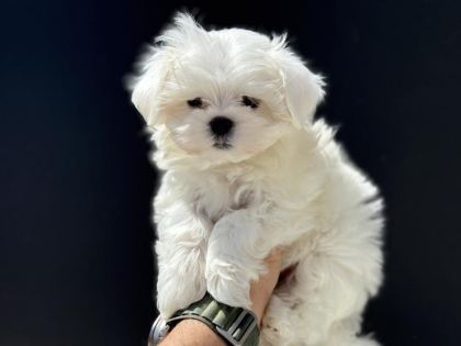 PETMODE DEN TEA CUP KORE KAN MALTESE YAVRULAR