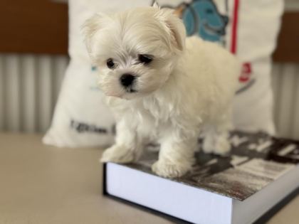 PETMODE DEN TEA CUP KORE KAN MALTESE YAVRULAR