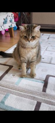 YETİŞKİN ERKEK VE DİŞİ BRİTİSH SHORTHAİR KEDİLER - British Shorthair - Balıkesir