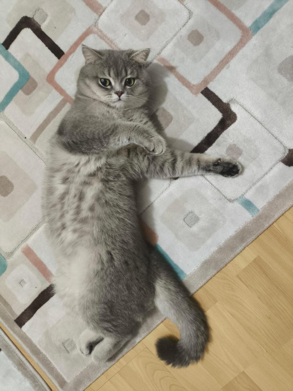 YETİŞKİN ERKEK VE DİŞİ BRİTİSH SHORTHAİR KEDİLER - British Shorthair - Balıkesir