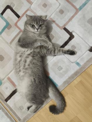 YETİŞKİN ERKEK VE DİŞİ BRİTİSH SHORTHAİR KEDİLER - British Shorthair - Balıkesir