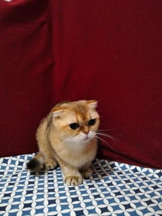 ÇOK UYSAL NY12 DİŞİ KEDİMİZ SAHİPLENDİRİLECEKTİR - British Shorthair - Konya