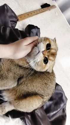 ÇOK UYSAL NY12 DİŞİ KEDİMİZ SAHİPLENDİRİLECEKTİR - British Shorthair - Konya