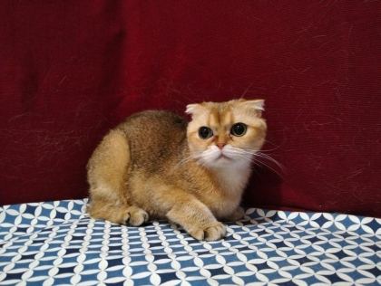 ÇOK UYSAL NY12 DİŞİ KEDİMİZ SAHİPLENDİRİLECEKTİR - British Shorthair - Konya