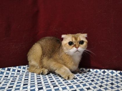 ÇOK UYSAL NY12 DİŞİ KEDİMİZ SAHİPLENDİRİLECEKTİR - British Shorthair - Konya