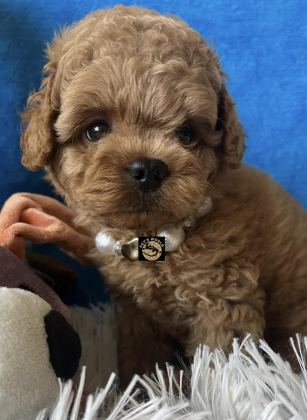 APRİCOT TOY POODLE YAVRUMUZ