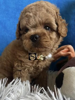 APRİCOT TOY POODLE YAVRUMUZ