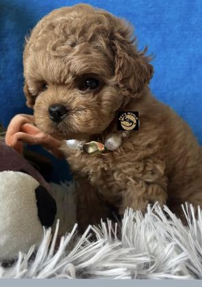 APRİCOT TOY POODLE YAVRUMUZ