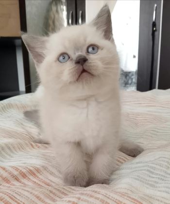 35 GÜNLÜK SAĞLIK BLUE POİNT YAVRULARIMIZ - Blue point - Ankara