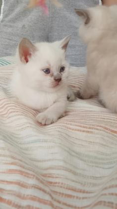 35 GÜNLÜK SAĞLIK BLUE POİNT YAVRULARIMIZ - Blue point - Ankara