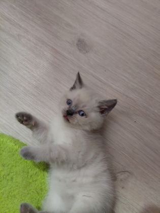 35 GÜNLÜK SAĞLIK BLUE POİNT YAVRULARIMIZ - Blue point - Ankara