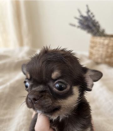 Yavru erkek Chihuahua