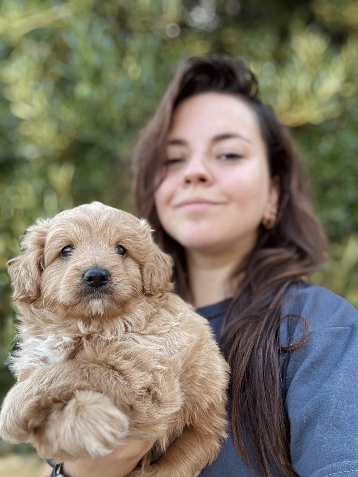 Tüm türkiyeye MİNİ DOODLE yavrumuz yeni ailesini bekliyor - Maltipoo - Bursa