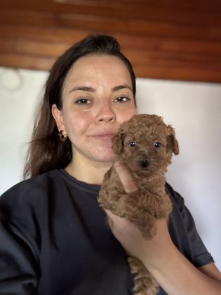 Mini Toy Poodle Yavru Ailesini Arıyor - Toy Poodle - Bursa