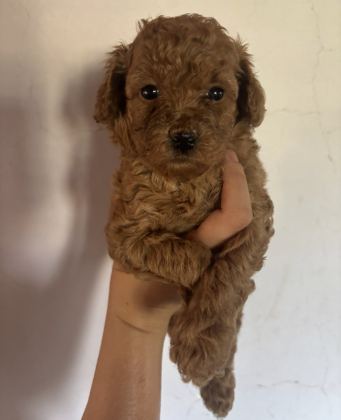 Mini Toy Poodle Yavru Ailesini Arıyor - Toy Poodle - Bursa