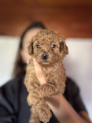 Mini Toy Poodle Yavru Ailesini Arıyor - Toy Poodle - Bursa