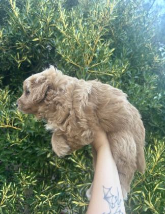 Tüm türkiyeye MİNİ DOODLE yavrumuz yeni ailesini bekliyor - Maltipoo - Bursa