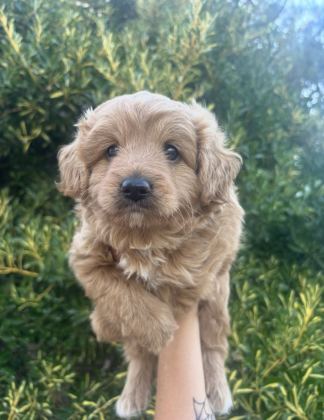 Tüm türkiyeye MİNİ DOODLE yavrumuz yeni ailesini bekliyor - Maltipoo - Bursa