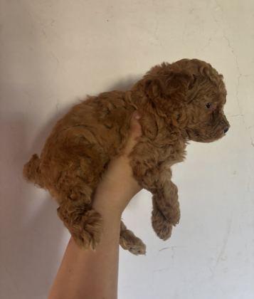 Mini Toy Poodle Yavru Ailesini Arıyor - Toy Poodle - Bursa