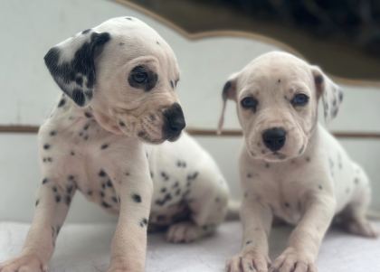 Safkan Dalmaçyalı Yavruları Yeni Ailesini Bekliyor - İngiliz Pointer - Bursa