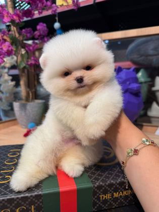 🐶 Mini Boy Pomeranian Boo Yavruları – Yeni Ailelerini Bekliyor