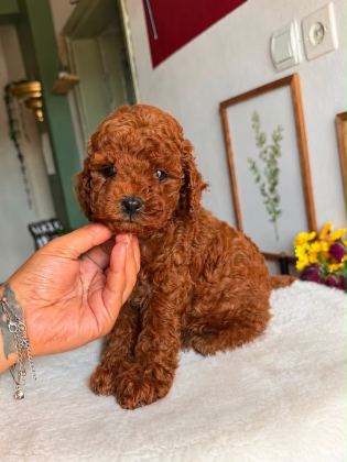 0 Numara Toy Poodle Red Brownie Yavrular
