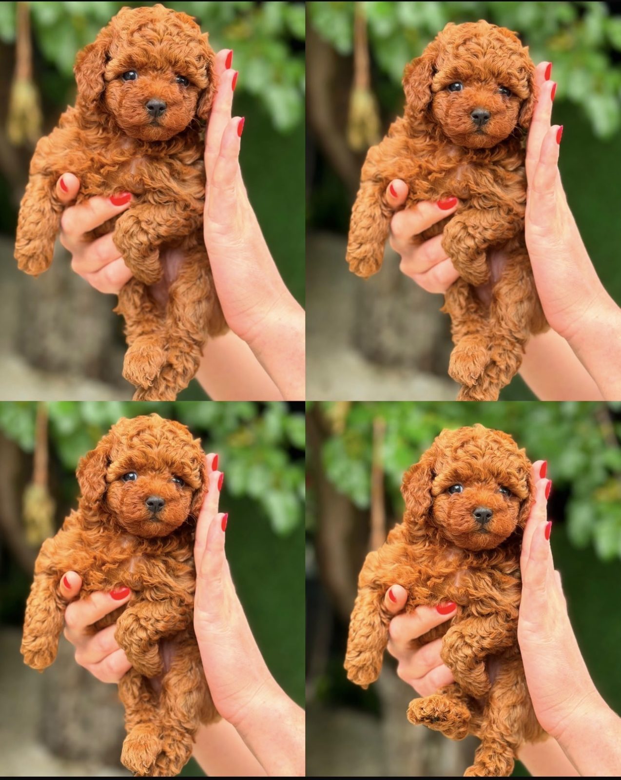 0 Numara Toy Poodle Red Brownie Yavrular