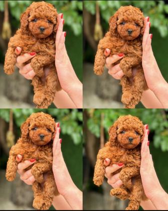 0 Numara Toy Poodle Red Brownie Yavrular