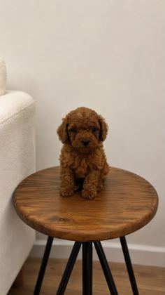 0 Numara Toy Poodle Red Brownie Yavrular