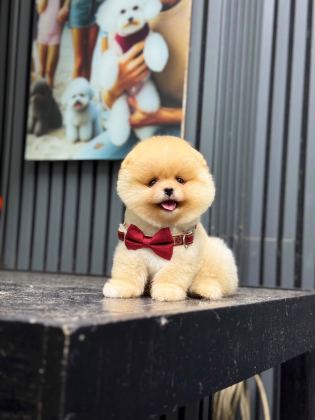 🐶 Mini Boy Pomeranian Boo Yavruları – Yeni Ailelerini Bekliyor