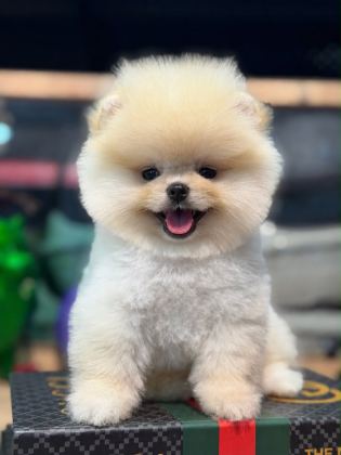 🐶 Mini Boy Pomeranian Boo Yavruları – Yeni Ailelerini Bekliyor