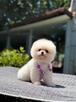 🐶 Mini Boy Pomeranian Boo Yavruları – Yeni Ailelerini Bekliyor