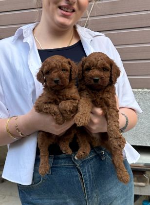 0 Numara Toy Poodle Red Brownie Yavrular