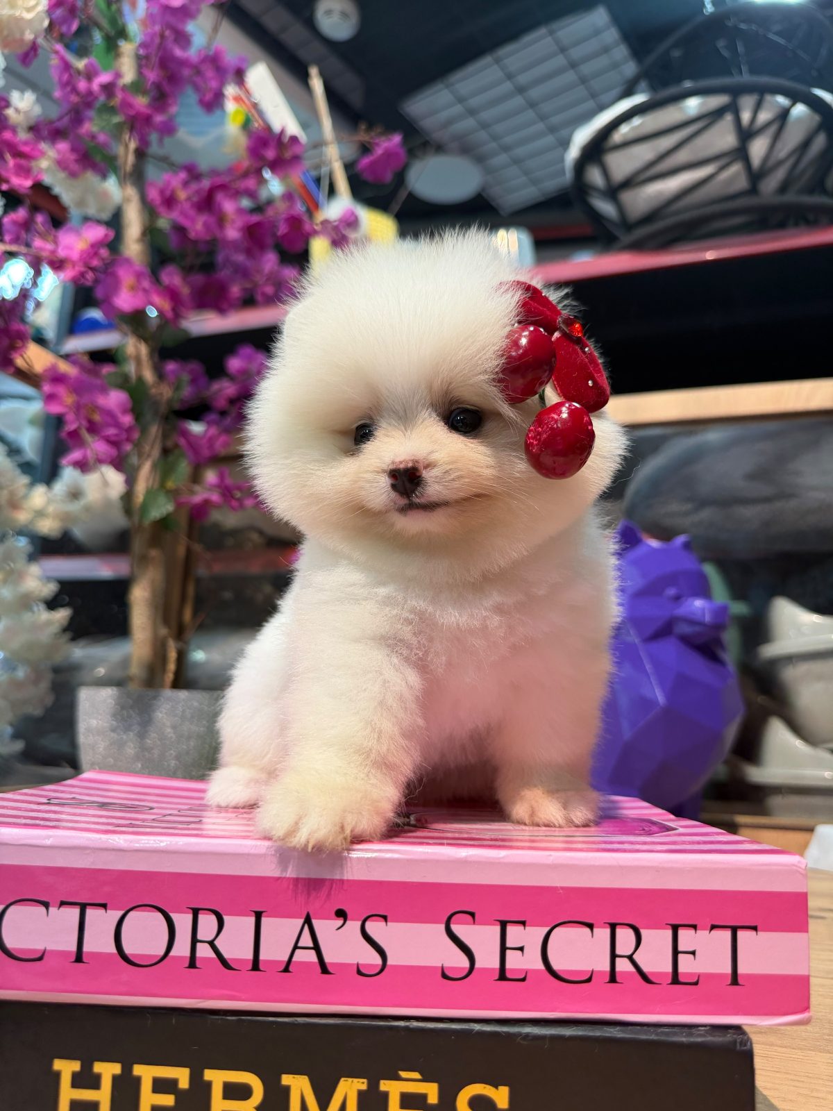 🐶 Mini Boy Pomeranian Boo Yavruları – Yeni Ailelerini Bekliyor