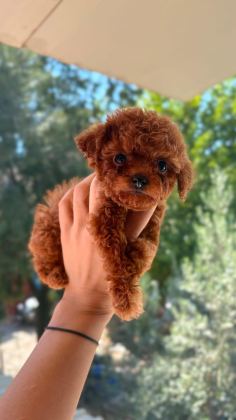 KORE TEA CUP POODLE YAVRULAR